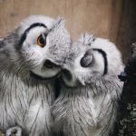 owl cuddle