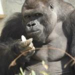 Handsome Gorilla