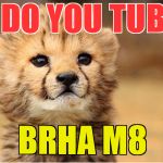 WTF cheetah | I DO YOU TUBE BRHA M8 | image tagged in wtf cheetah | made w/ Imgflip meme maker