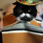 Don't  forget me Mexican cat