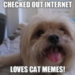 Happy dog | CHECKED OUT INTERNET LOVES CAT MEMES! | image tagged in happy dog | made w/ Imgflip meme maker