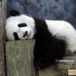 panda dormindo