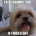 Happy dog | I'D BE GRUMPY TOO.. IF I WAS A CAT | image tagged in happy dog | made w/ Imgflip meme maker