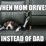 funny dog back seat | WHEN MOM DRIVES INSTEAD OF DAD | image tagged in funny dog back seat | made w/ Imgflip meme maker