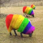 Rainbow Facebook Sheep