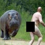 Hippo vs. Naked Guy