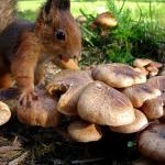 Squirrel Mushrooms