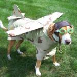 plane dog