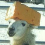 Llama cheese hat meme