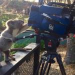 Koala Cameraman