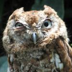 Suspicious Owl