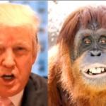 Donald trump is an orangutan meme
