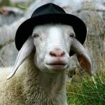 sheep fedora meme