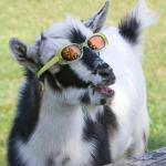 Party Goat