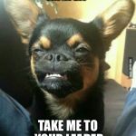 Alien dog | IMGFLIP TAKE ME TO YOUR LEADER | image tagged in alien dog,memes,imgflip | made w/ Imgflip meme maker