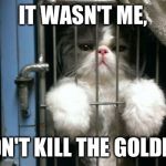 prison | IT WASN'T ME, I DIDN'T KILL THE GOLDFISH. | image tagged in prison,cats | made w/ Imgflip meme maker