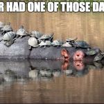 hippo | EVER HAD ONE OF THOSE DAYS? | image tagged in hippo | made w/ Imgflip meme maker