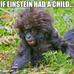 A crazy monkey | IF EINSTEIN HAD A CHILD... | image tagged in a crazy monkey | made w/ Imgflip meme maker