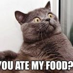 Why seniors shouldn't own cats | YOU ATE MY FOOD?! | image tagged in surprised cat,memes | made w/ Imgflip meme maker