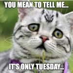 Sad Cat | YOU MEAN TO TELL ME... IT'S ONLY TUESDAY... | image tagged in sad cat | made w/ Imgflip meme maker