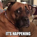 Oh crap dog | IT'S HAPPENING | image tagged in oh crap dog | made w/ Imgflip meme maker