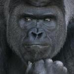 good_looking_gorilla