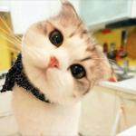 Cute cat