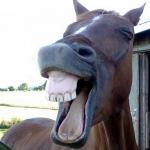 horse laugh