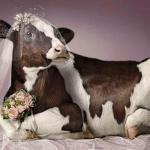 Bride Cow