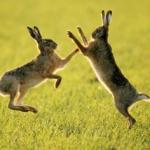 Rabbits Fighting