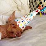 Tuna birthday dog