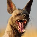 laughing hyena