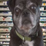 Pharmacy Pug | KEEP IT LOCAL. ONLY BUY FROM YOUR FRIENDLY NEIGHBORHOOD PUG DEALER. | image tagged in pharmacy pug,scumbag | made w/ Imgflip meme maker