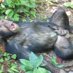 Monkey Fap