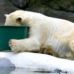 drunk polar bear