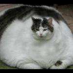 fat cat nofx