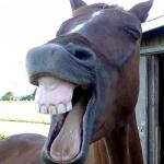 Funny Horse Face