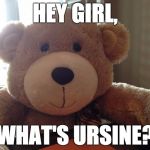 Hey Girl, what's ursine? | HEY GIRL, WHAT'S URSINE? | image tagged in teddy bear | made w/ Imgflip meme maker