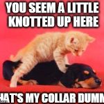 Free Massage | YOU SEEM A LITTLE KNOTTED UP HERE THAT'S MY COLLAR DUMMY | image tagged in free massage | made w/ Imgflip meme maker