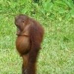 Sad orangutan