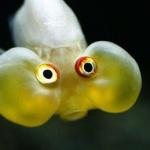 Incredulous fish