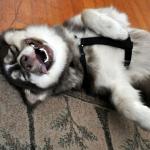 Laughing Husky Dog