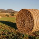 Hay