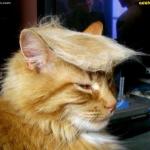CATS - THE DONALD