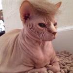 Trump cat no