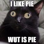Confused Cat | I LIKE PIE WUT IS PIE | image tagged in confused cat | made w/ Imgflip meme maker