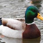 Mallard Duck Advice