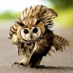 dance owl