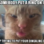 derpcat | SOMEBODY PUT A RING ON IT STOP TRYING TO PUT YOUR DINGALING ON IT | image tagged in derpcat | made w/ Imgflip meme maker