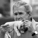 George Bush Kitten